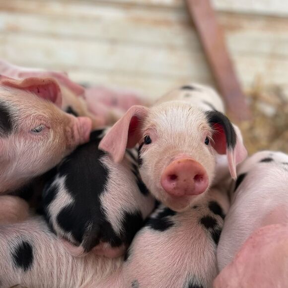 Tipsy’s Live: Get in here!!! - Picture 8 of 9